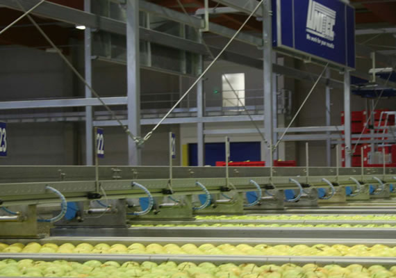 Macchine per la selezione della frutta in base al peso, alle dimensioni ed al grado di maturazione 